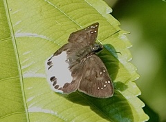 Tagiades ultra