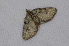 Chloroclystis neoconversa