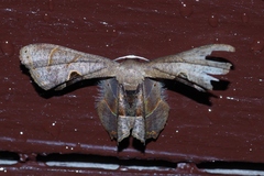 Phazaca kosemponicola