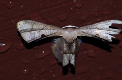 Phazaca kosemponicola