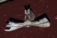 Phazaca kosemponicola