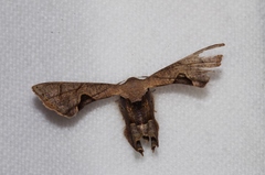 Phazaca kosemponicola