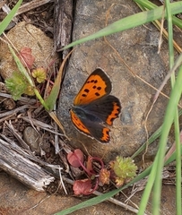 Lycaena phlaeas daimio