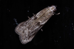 Glyptoteles leucacrinella