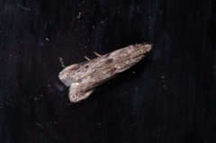 Glyptoteles leucacrinella