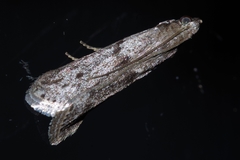 Glyptoteles leucacrinella
