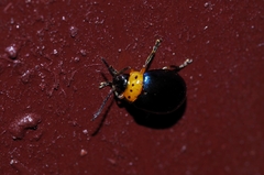 Morphosphaera caerulea