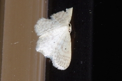 Scopula nesciaria