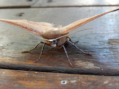 Phallaria ophiusaria