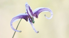 Epimedium acuminatum