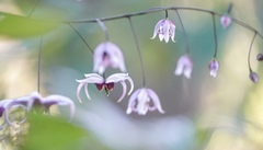 Epimedium acuminatum