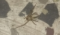 Araneae