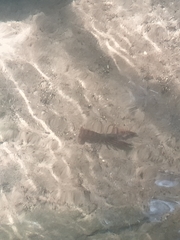 Euastacus