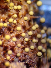Cribraria intricata