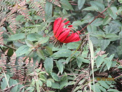 Mutisia lanata