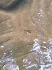 Euastacus