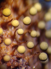 Cribraria intricata