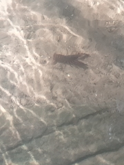 Euastacus