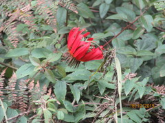 Mutisia lanata