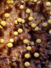 Cribraria intricata