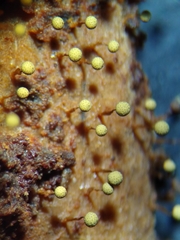 Cribraria intricata