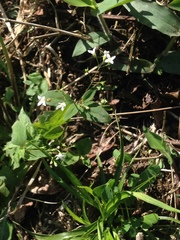 Oldenlandia microtheca