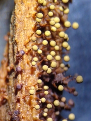 Cribraria intricata