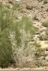 Sarcomphalus obtusifolius canescens