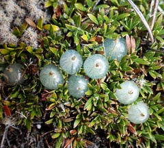 Coprosma petriei