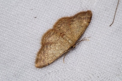 Idaea sakuraii