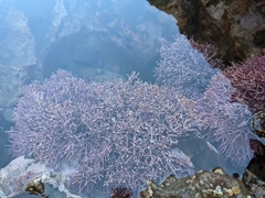 Calliarthron tuberculosum