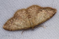Idaea sakuraii