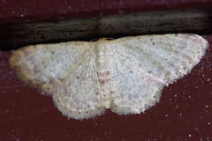 Idaea sakuraii