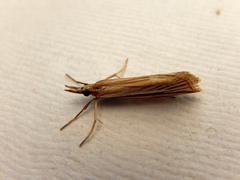 Hednota grammellus