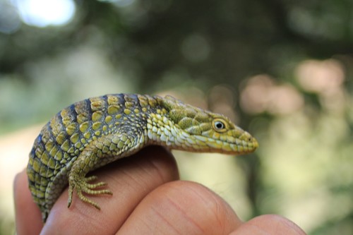Oaxaca Arboreal Alligator Lizard