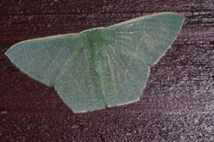 Thalassodes intaminata