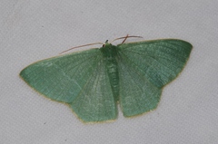 Thalassodes intaminata