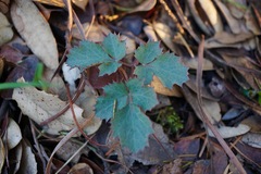 Lomatium repostum