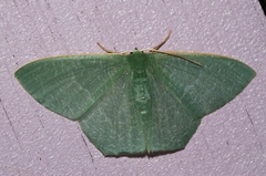 Thalassodes intaminata