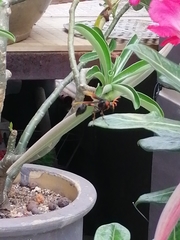 Delta pyriforme circinale