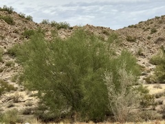 Sarcomphalus obtusifolius canescens