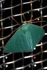 Thalassodes intaminata