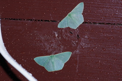 Thalassodes intaminata