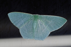 Thalassodes intaminata