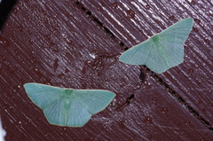 Thalassodes intaminata