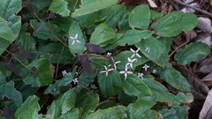 Epimedium acuminatum