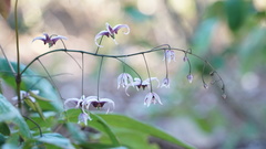 Epimedium acuminatum