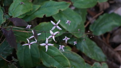Epimedium acuminatum