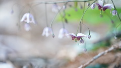 Epimedium acuminatum