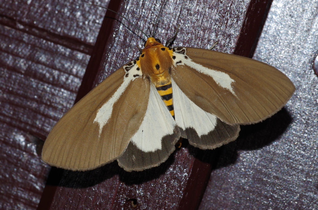 Asota heliconia